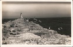 Sea Gulls on the Breakwater Postcard