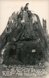 The Del Norte Wonder Stump of Eternal Redwood Postcard