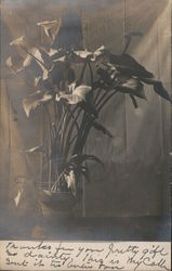 Real Photo Potted Calla Lillies Postcard