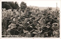 Tobacco in Dixie Georgia Postcard Postcard Postcard