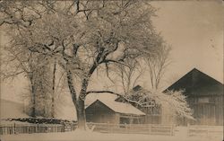 Winter Scene With Elm And Farm Buildings Concord, NH Postcard Postcard Postcard