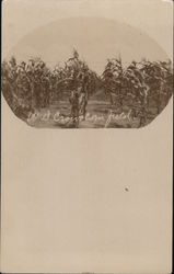 W.D. Crow's Corn Field Postcard