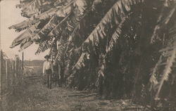 Man Near a Banana Grove, Shaker Colony Postcard