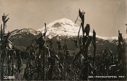 Mountain over a Cornfield Postcard Postcard Postcard