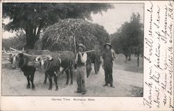 Harvest Time Montague, MA Postcard Postcard Postcard