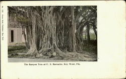 The Banyan Tree At U. S. Barracks Postcard