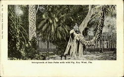 Intergrowth Of Date Palm With Wild Fig Postcard