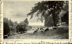 Pastoral Study Postcard