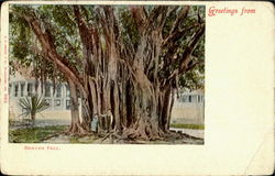 Greetings From Banyan Tree Postcard