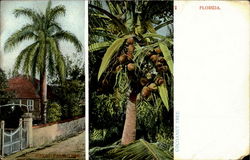 Greetings From Florida Postcard