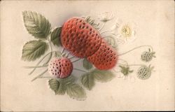 Strawberries Fruit Postcard Postcard Postcard