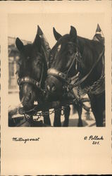 Noon Races - Two Horses Wearing Hames Pulling a Wagon O. Pollak Postcard Postcard Postcard