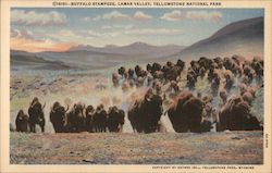 Buffalo Stampede, Lamar Valley Yellowstone National Park, WY Postcard Postcard Postcard