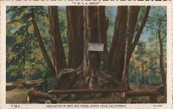 Y.M.C.A. Group - Dedicated in 1887, Big Trees Santa Cruz, CA Postcard Postcard Postcard