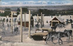 Canada's Only Pack of Wolves in Captivity at Salt Ste. Postcard