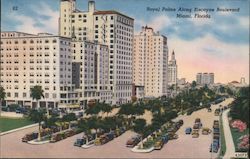 Royal Palms Along Biscayne Boulevard Miami, FL Postcard Postcard Postcard