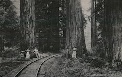 Duncan Mills Gateway, Cazadero Redwoods. Train track through trees with people at base of redwoods. Postcard