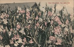 Sweet Pea Farm Postcard