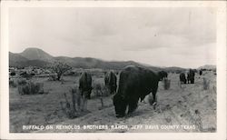 Buffalo on Reynolds Brothers Ranch Texas Postcard Postcard Postcard