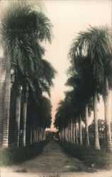 Palm tree lined Drive, Tinted Hawaii Postcard Postcard Postcard