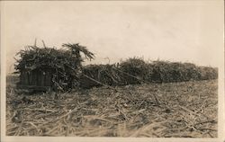 Sugar cane harvest Hawaii Postcard Postcard Postcard