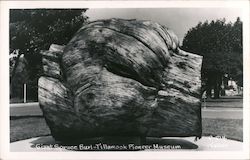 Giant Spruce Burl - Tillamook Pioneer Museum Oregon Walker Postcard Postcard Postcard