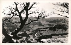 Grand Canyon View Grand Canyon National Park, AZ Postcard Postcard Postcard