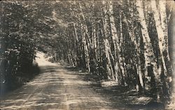 Dirt road through birch trees Postcard