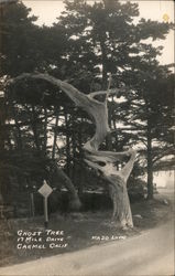 Ghost Tree 17 Mile Drive Carmel, CA Postcard Postcard Postcard