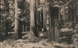 Tent camping in redwood forest Postcard