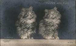 Kitties Fluffy and Puff Cats Postcard Postcard Postcard