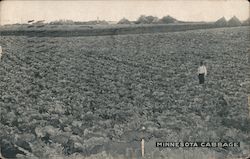 Man in a Minnesota Cabbage Patch Postcard