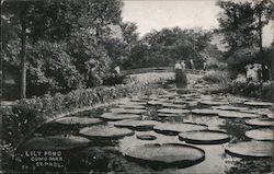 Lily pond Como Park Postcard