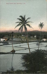 Rice Fields Near Postcard