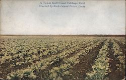 A Texas Gulf Coast Cabbage Field - Reached by Rock Island-Frisco Lines Brownsville, TX Postcard Postcard Postcard