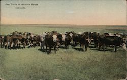 Beef Cattle on Western Range Postcard