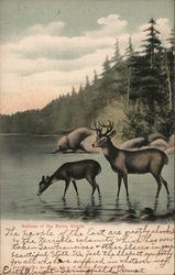 Natives of the Maine Woods - Deer Postcard