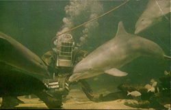 Diver Feeds Porpoises Underwater Marineland, FL Postcard Postcard