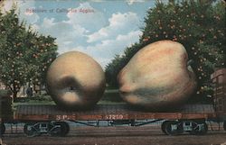 Specimen of California Apples Postcard