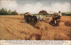 The Oats from the Gallatin Valley, Montana Postcard Postcard Postcard