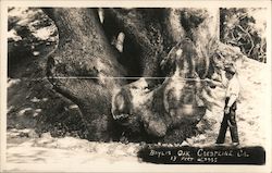 Baylis Oak Tree 13 feet across Crestline, CA Postcard Postcard Postcard