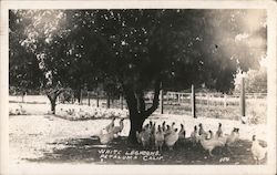 Flock of White Leghorn Chickens Postcard