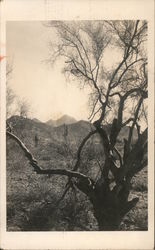 Old Tree and Foothill Image Indio, CA Postcard Postcard Postcard