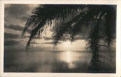 Sunset, Palm Trees Hawaii Postcard Postcard Postcard