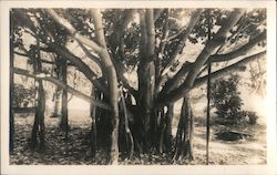 Banyan Tree Postcard