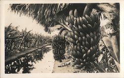 Field of Banana Plants Fruit Postcard Postcard Postcard