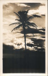 Sepia Palm Postcard