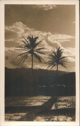 2 palm trees with a view of mountains behind them Postcard