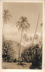 Multiple Palm Trees in front of a mountain Hawaii Postcard Postcard Postcard