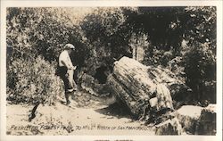 Petrified Forest-70 miles north of San Francisco Calistoga, CA Postcard Postcard Postcard